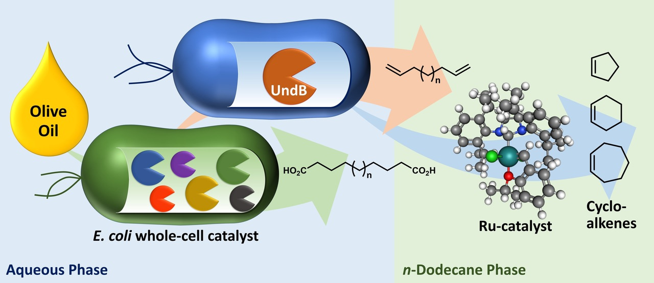 Synergizing Enzymes with Homogeneous Catalysts for Sustainable Synthesis