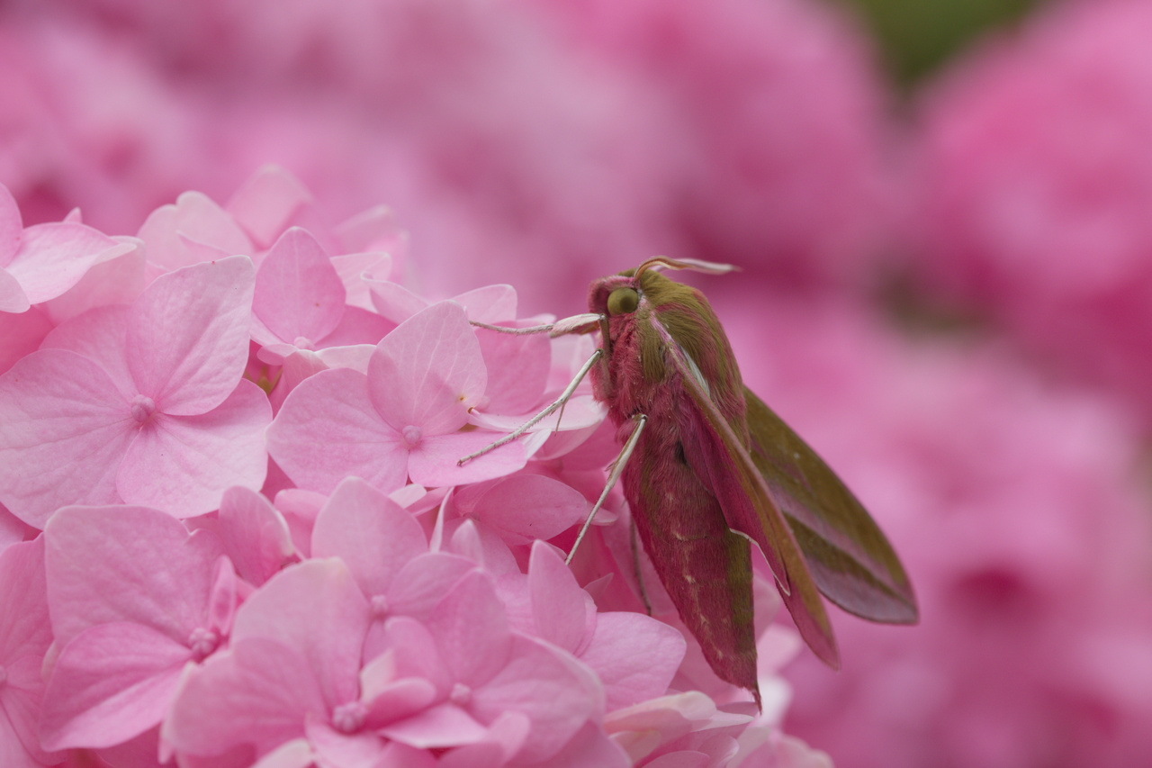 Insects are declining - but talk of “insectageddon” is premature