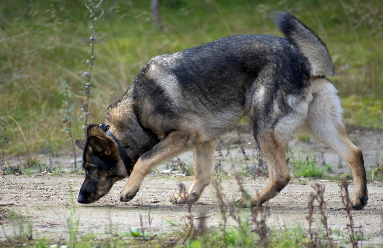 Dissecting genetic factors influencing dog behaviour