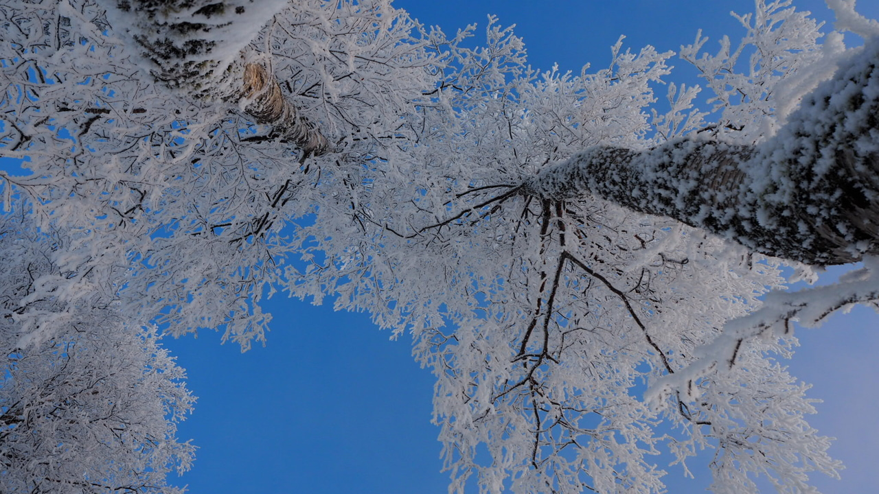 Releasing new funding streams to restore the world's forests and landscapes