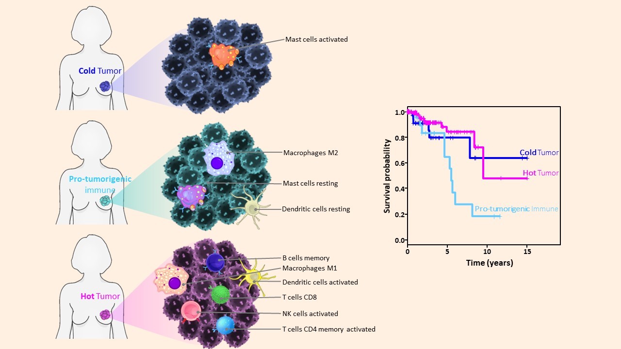 Discovery of a new breast cancer subtype