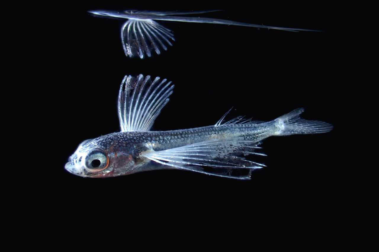 Prey-size plastics are invading larval fish nurseries