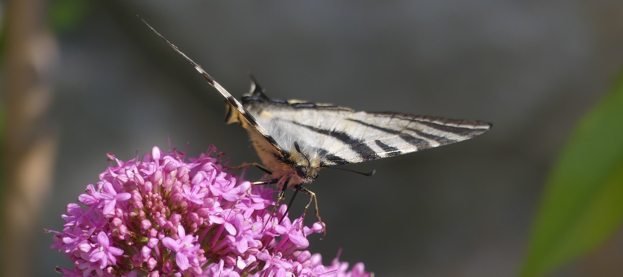 Pollinators and climate warming