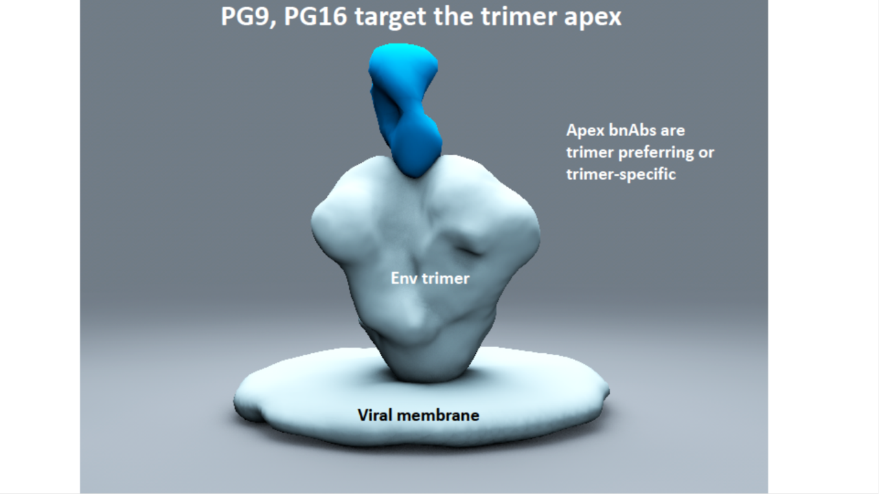 After the Paper: Broadly neutralizing HIV antibodies: from the beginning