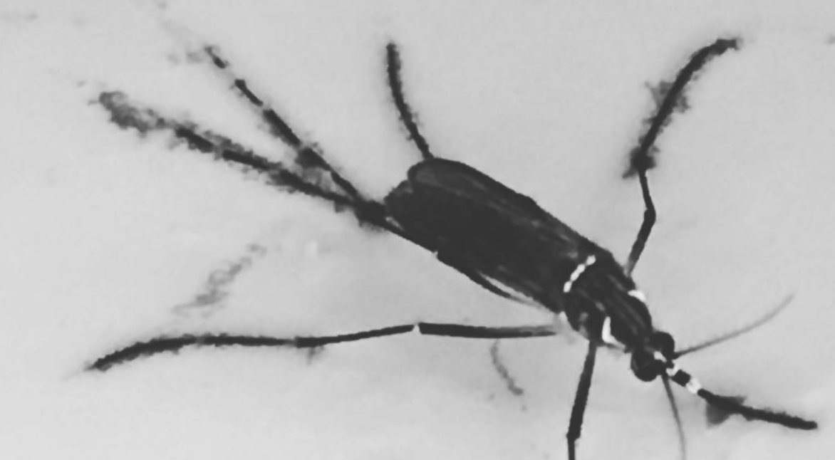 Dengue emergence in Córdoba, Argentina, 2009-2018