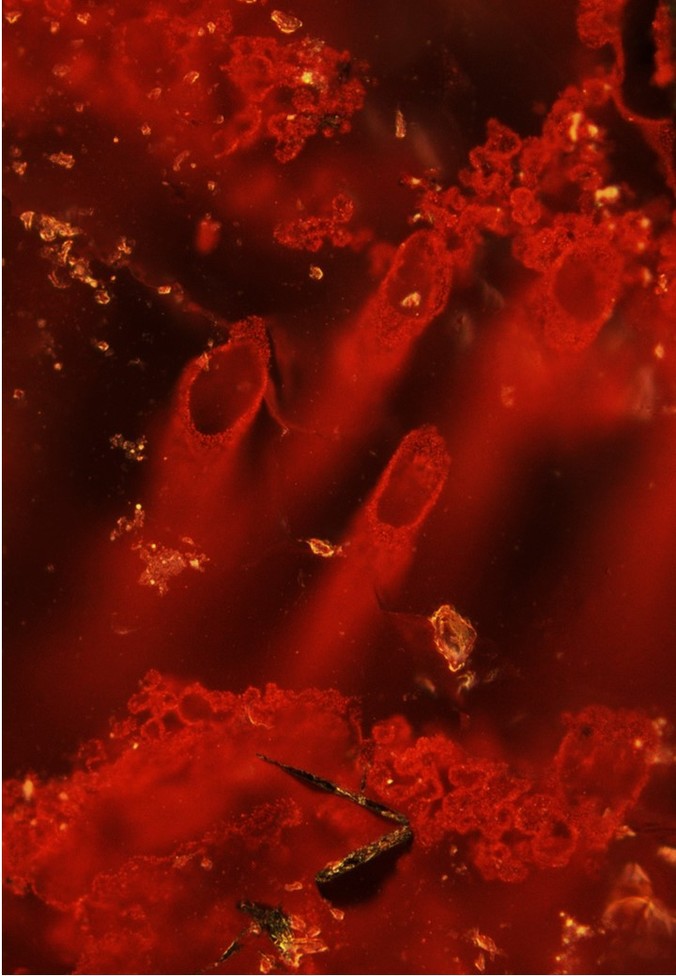 The search for the earliest signs of life on Earth