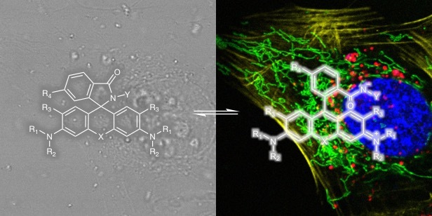 Seeing proteins with cell permeable and fluorogenic probes