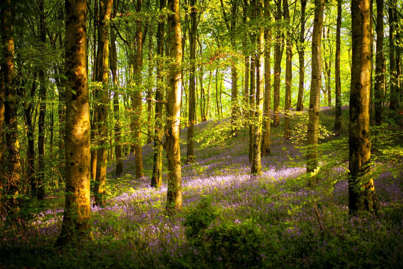 Technical Officer position at NatureSpace, UK