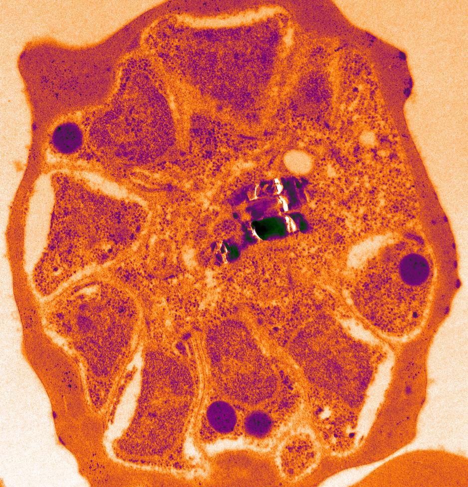 Controlling atypical replication of malaria parasites