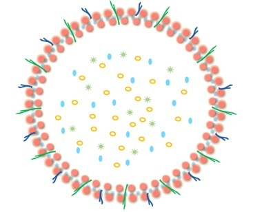 EXTRACELLULAR VESICLES FROM SYMBIOTIC VAGINAL LACTOBACILLI INHIBIT HIV-1 INFECTION OF HUMAN TISSUES