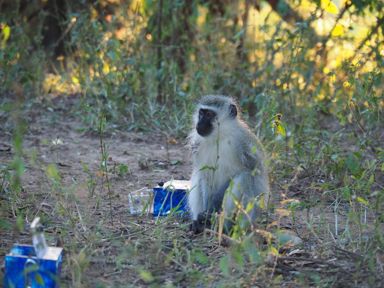 Monkeys also copy high status individuals!