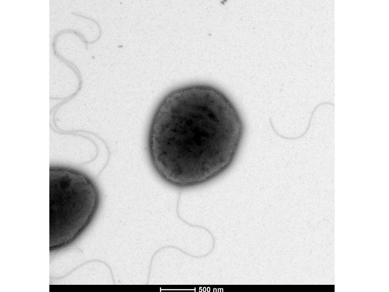 Let’s Make the Archaea Swim Again