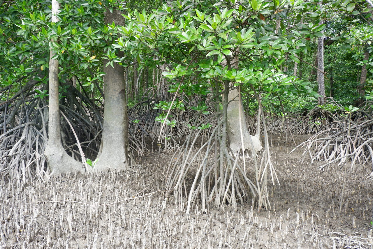 Mangrove blue carbon dynamics in response to land-use and land-cover change
