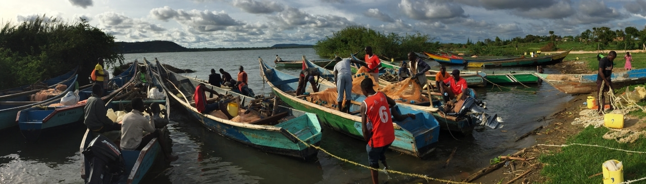 At a global scale, effects of climate and land-use changes on fish catches could be different across lakes