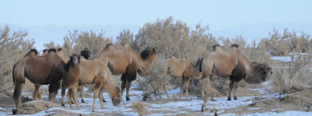 Close neighbors and distant relatives: a story of Bactrian camels