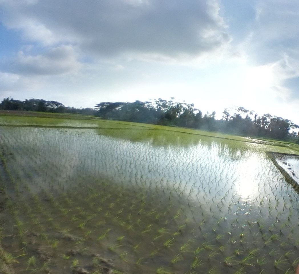 Potential yield challenges to scale-up of zero budget natural farming