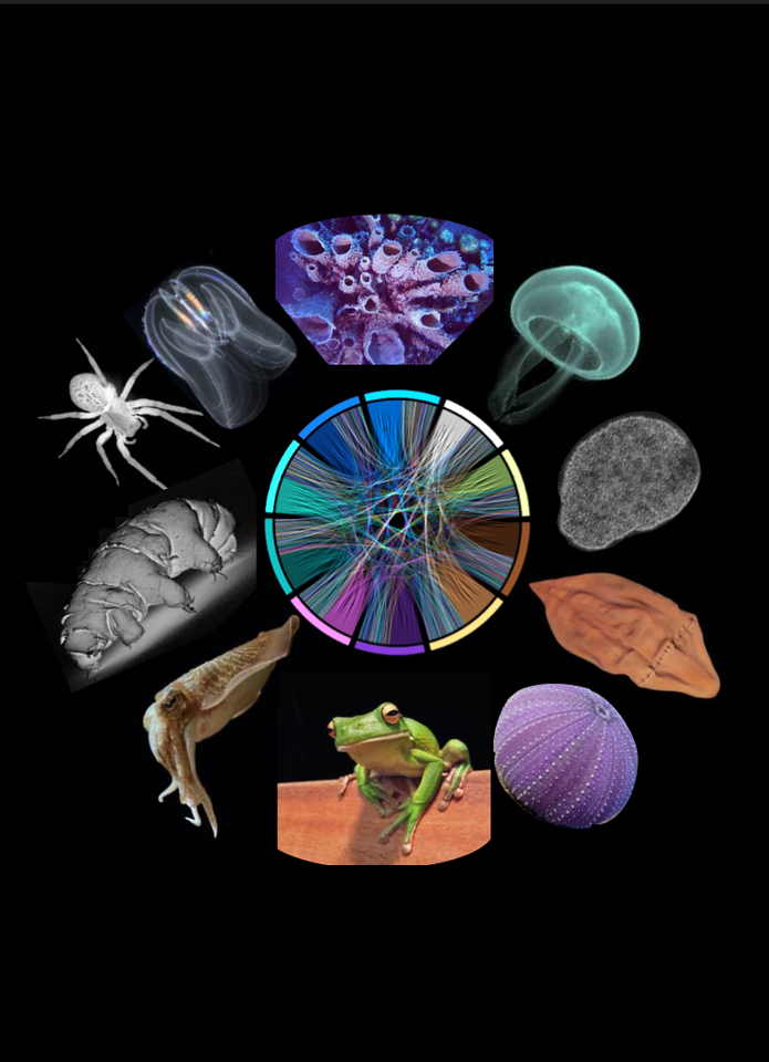 How to be an animal: understanding how genes evolved across the Animal Tree of Life - by Rosa Fernández & Toni Gabaldón