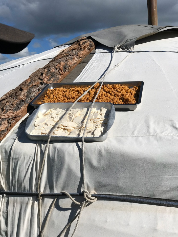 Mongolian translation of: Dairy pastoralism sustained Eastern Steppe populations for 5000 years - Сүү, цагаан идээнд түшиглэсэн бэлчээрийн мал аж ахуй нь 5000 жилийн туршид Зүүн Евразийн тал нутгийн ард түмний амин зуулгыг залгуулсаар иржээ