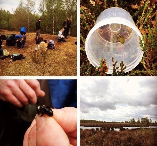 It’s not all bad news for UK biodiversity!