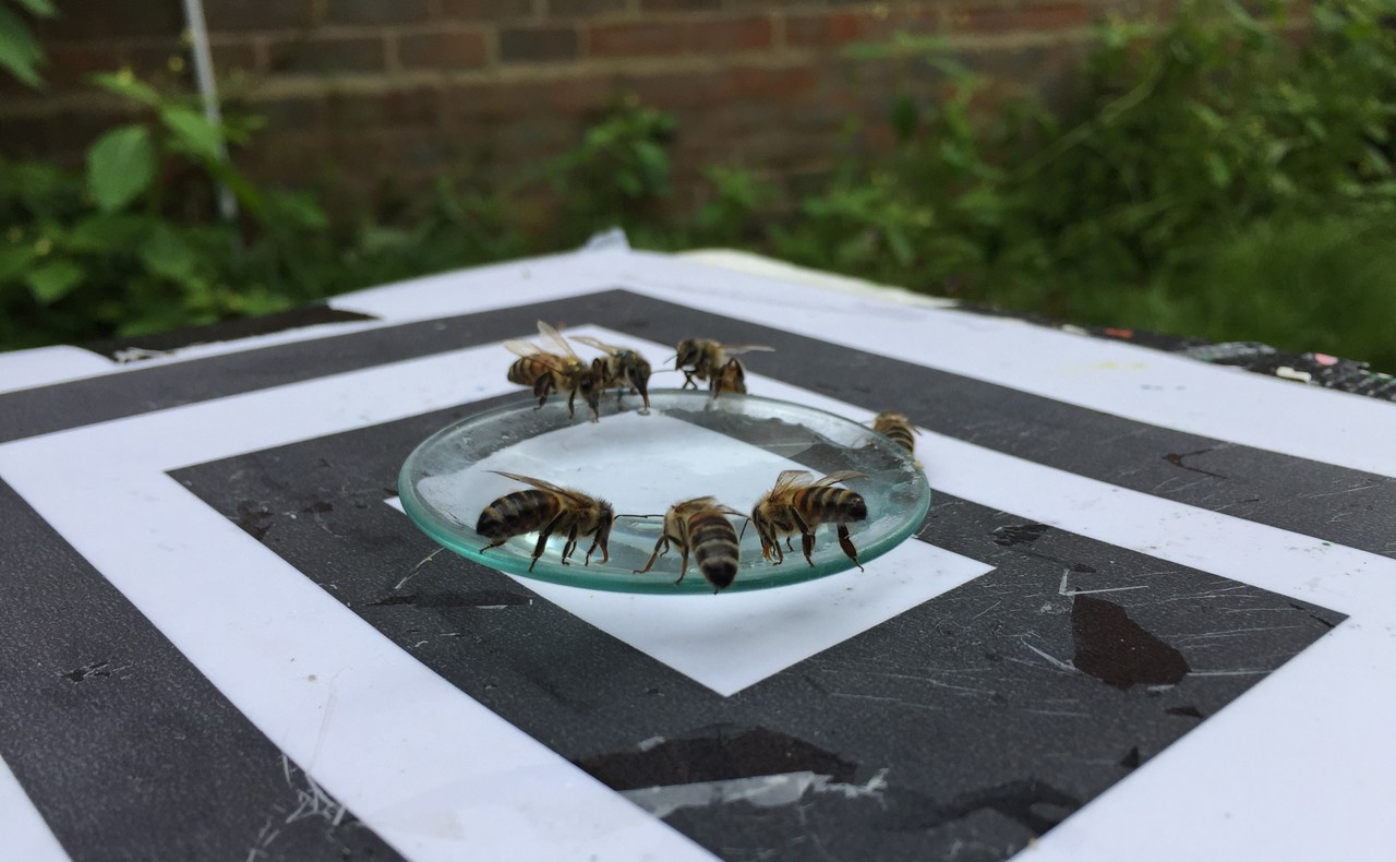 When do honeybee foragers rely on dances?