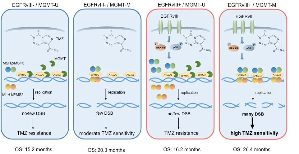 EGFRvIII: An Achilles´ heel of GBM?