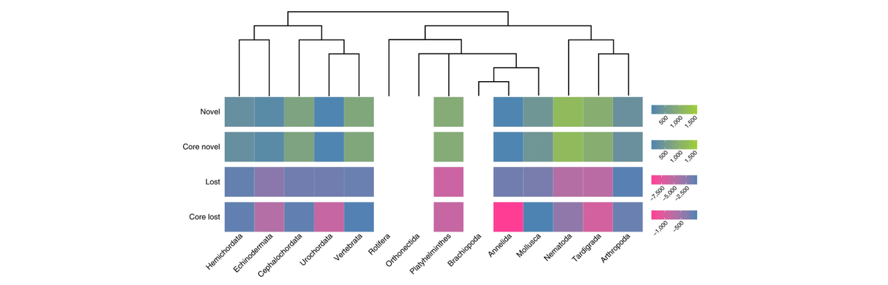 Can we define a specific gene repertoire for each animal lineage?