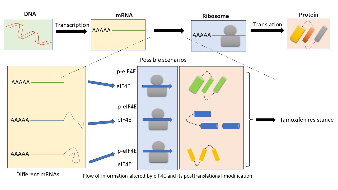 Rethinking the role of translational reprogramming in the development of tamoxifen resistant breast cancer