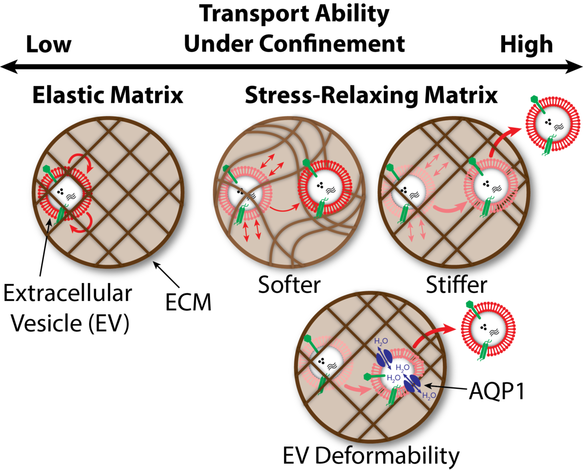 Extracellular vesicles cruise through dense matrix
