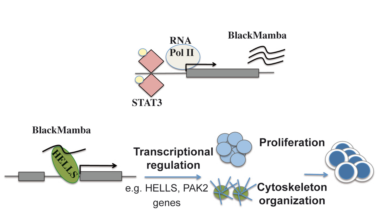 STAT3, lncRNA BlackMamba and HELLS: an example of non canonical cooperation in the biology of ALK-ALCL