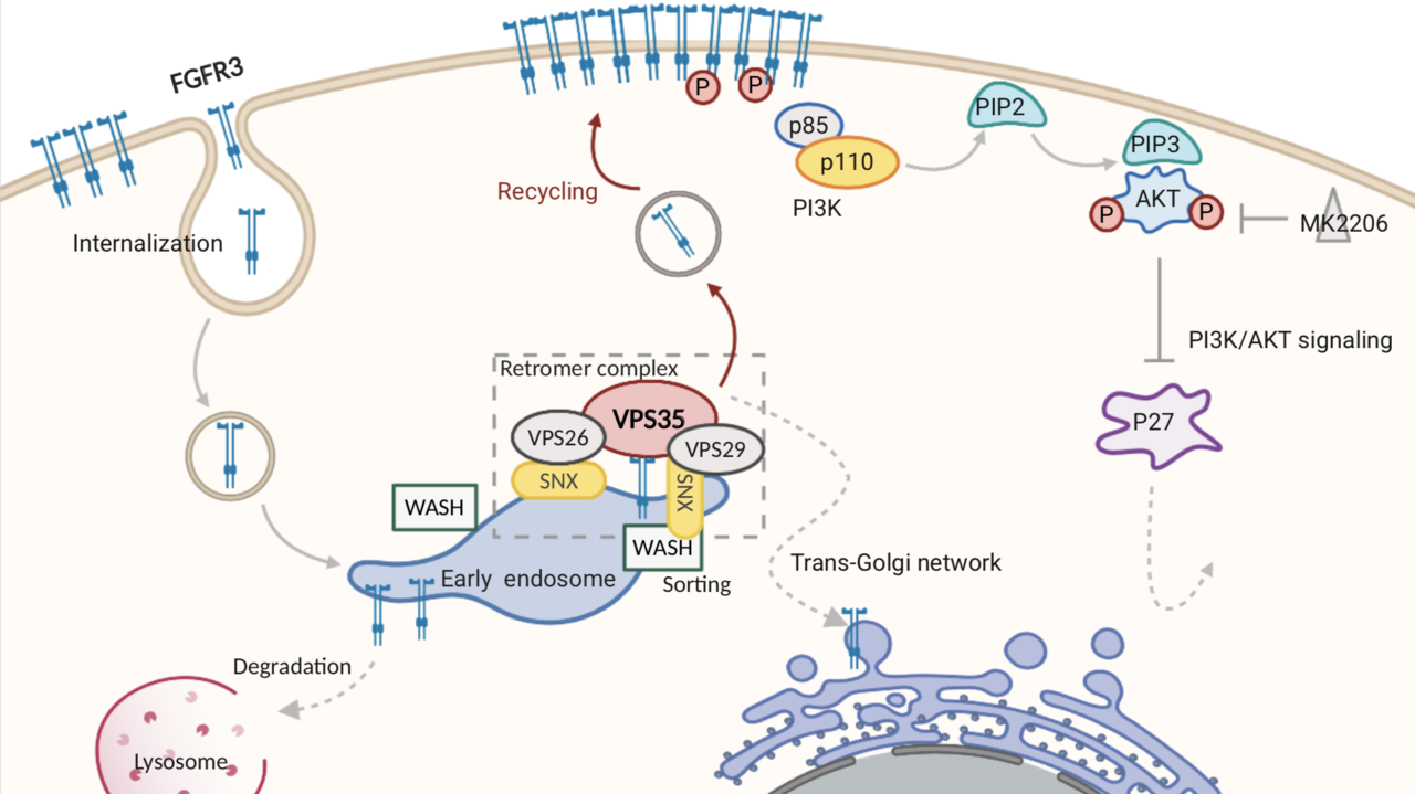 VPS35 - a novel oncogene implicated in liver hepatocellular carcinoma
