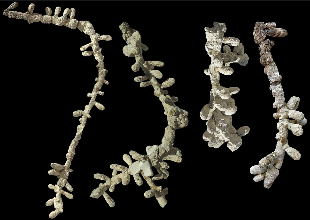 The oldest evidence of modern bees discovered in Patagonia, Argentina