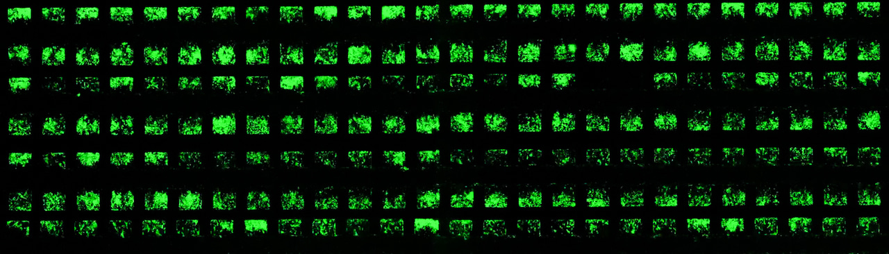 Hacking bacterial communication for safe and tunable population control