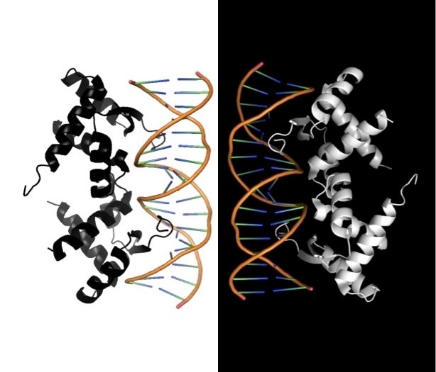 Transcription factors for hire: How bacteria and their viruses repress CRISPR-Cas immunity