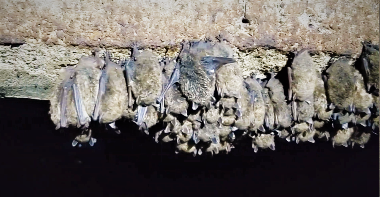 Are bats adapting to an emergent disease?