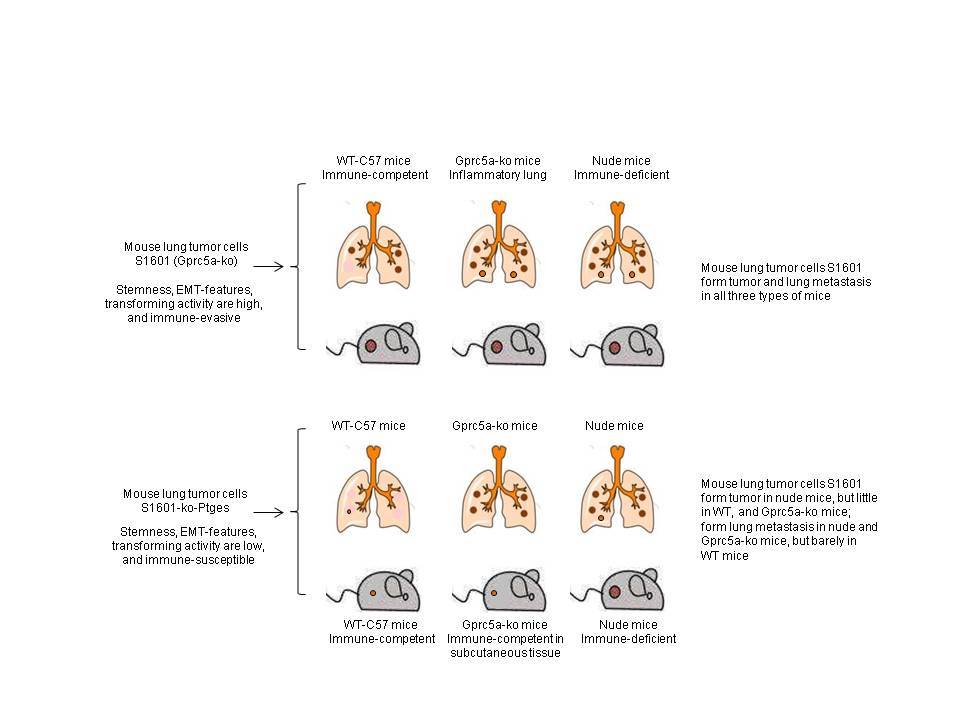 PGE2 as a signal link between tumor “seed” and microenvironment “soil”