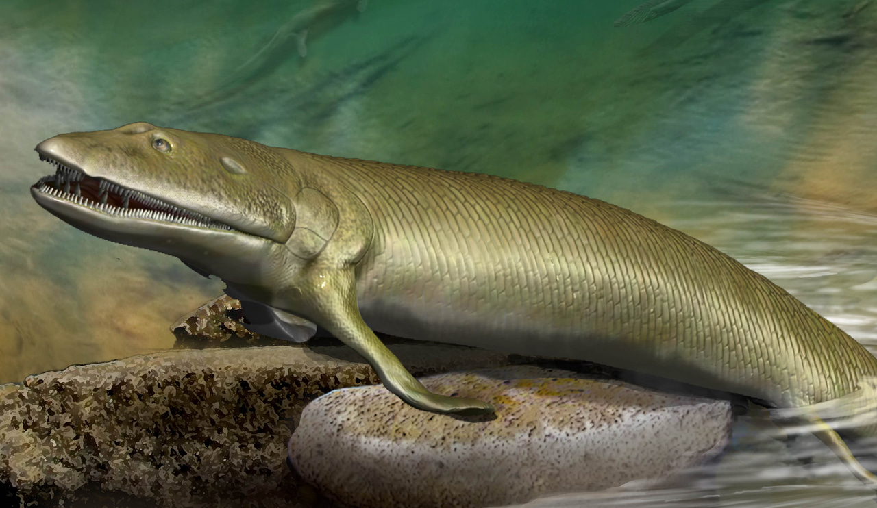 How a spectacular fossil fish revealed the origin of digits in vertebrates