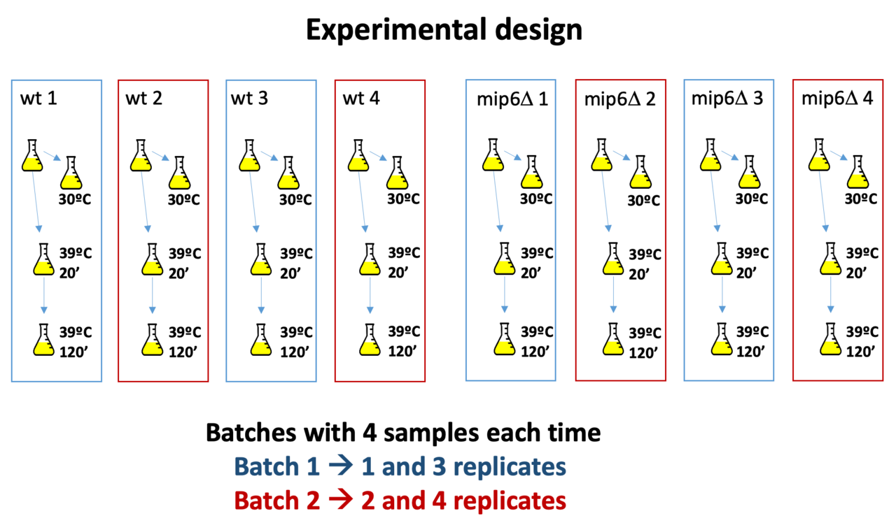 Mip6 multi-omics dataset: aiming for the “quasiperfect” omic experiment