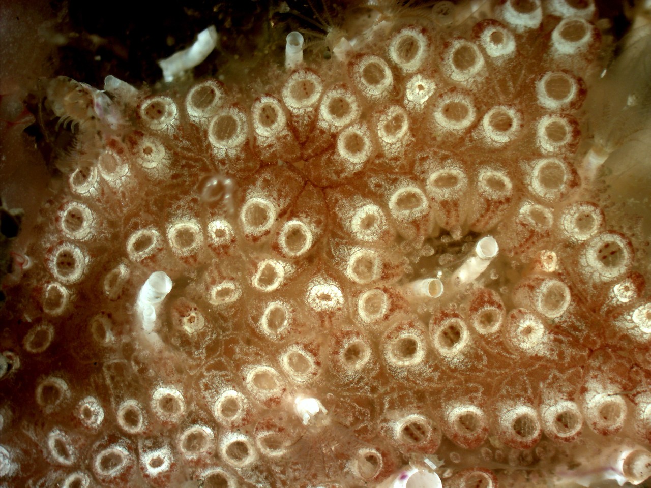 Disrupting the perfect energy balance of development 