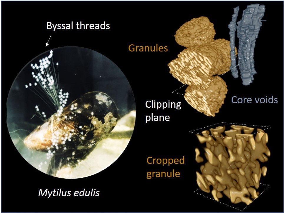 Hierarchically-structured metalloprotein composite coatings biofabricated from co-existing condensed liquid phases