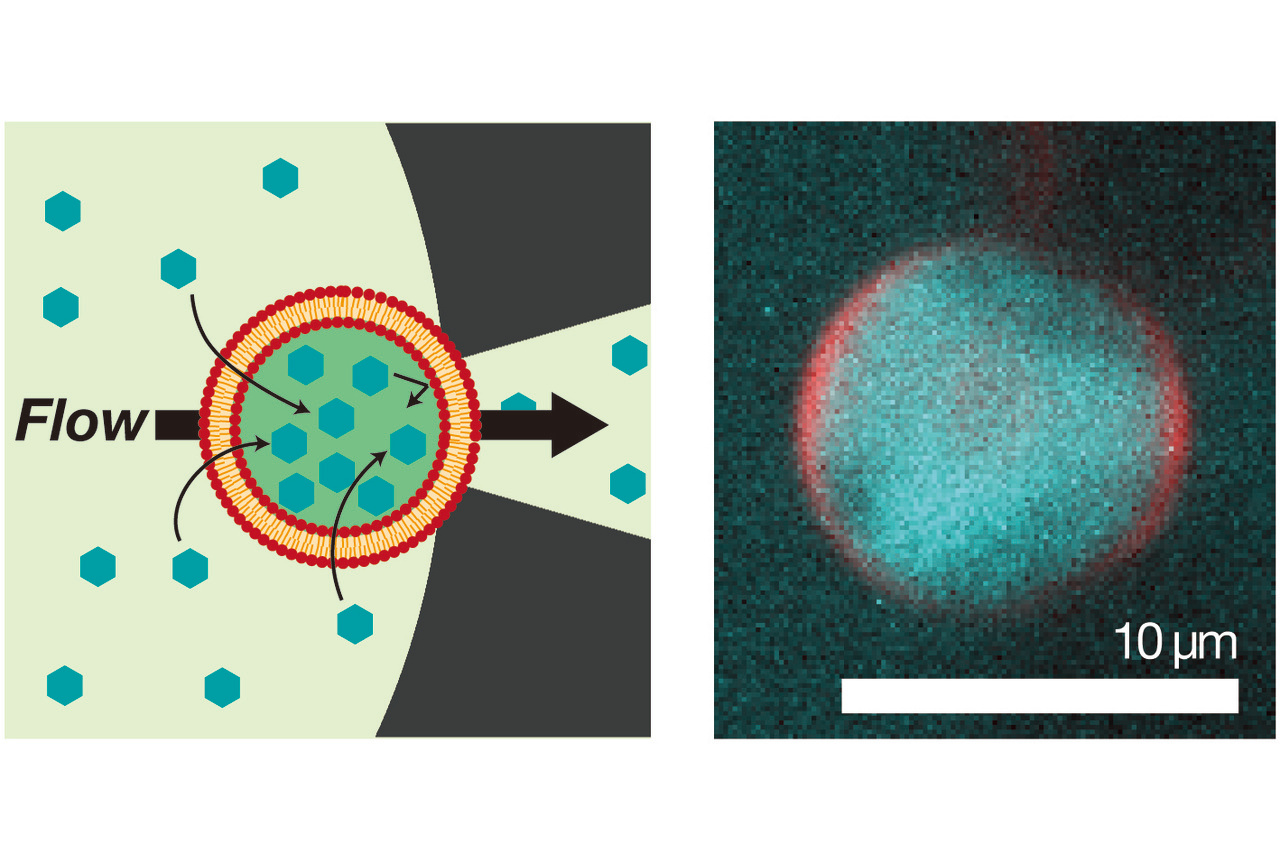 Hydrodynamic accumulation of small molecules and ions into cell-sized liposomes against a concentration gradient