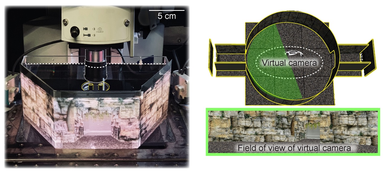 A glitch in the Matrix: Using virtual reality to understand how fish predict the future.