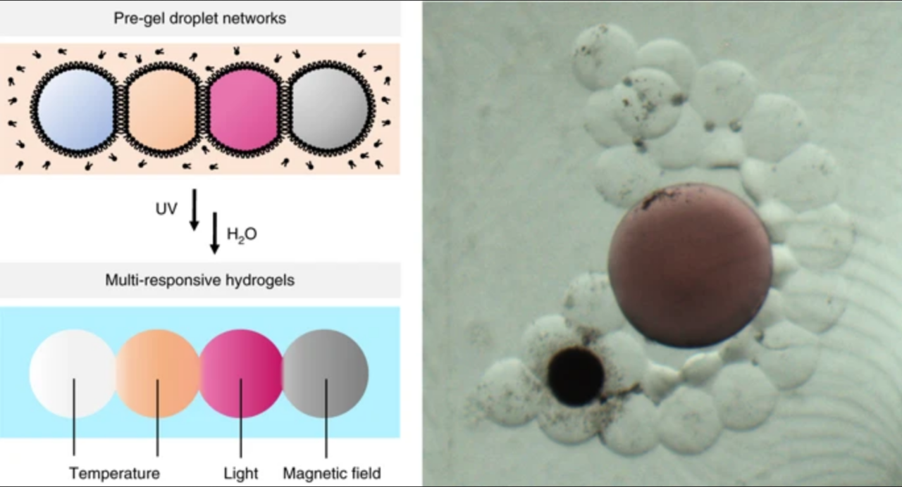 Multi-responsive hydrogel structures from patterned droplet networks