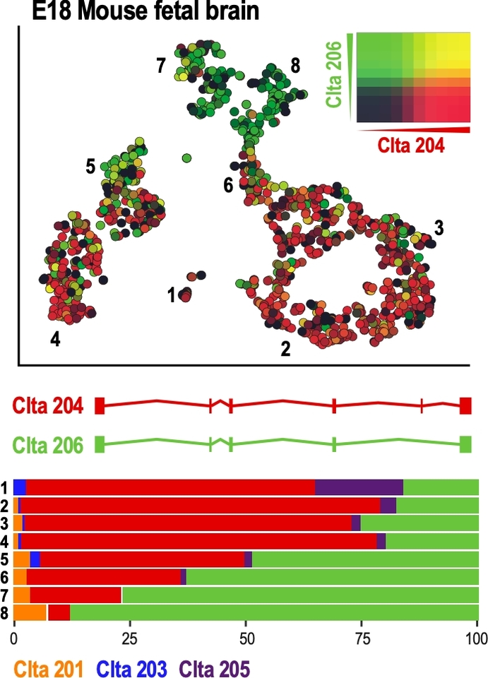 Single-cell RNA-seq is worth long-read sequencing