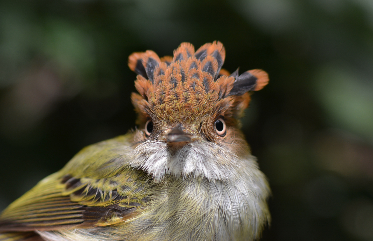 Long-term insights into tropical biodiversity