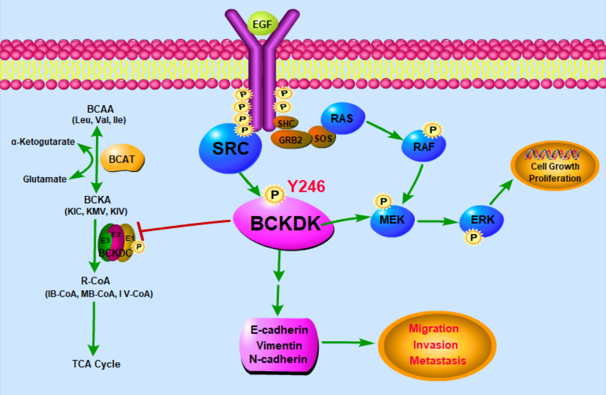 Phosphorylation of BCKDK at Y246 by Src promotes metastasis of colorectal cancer