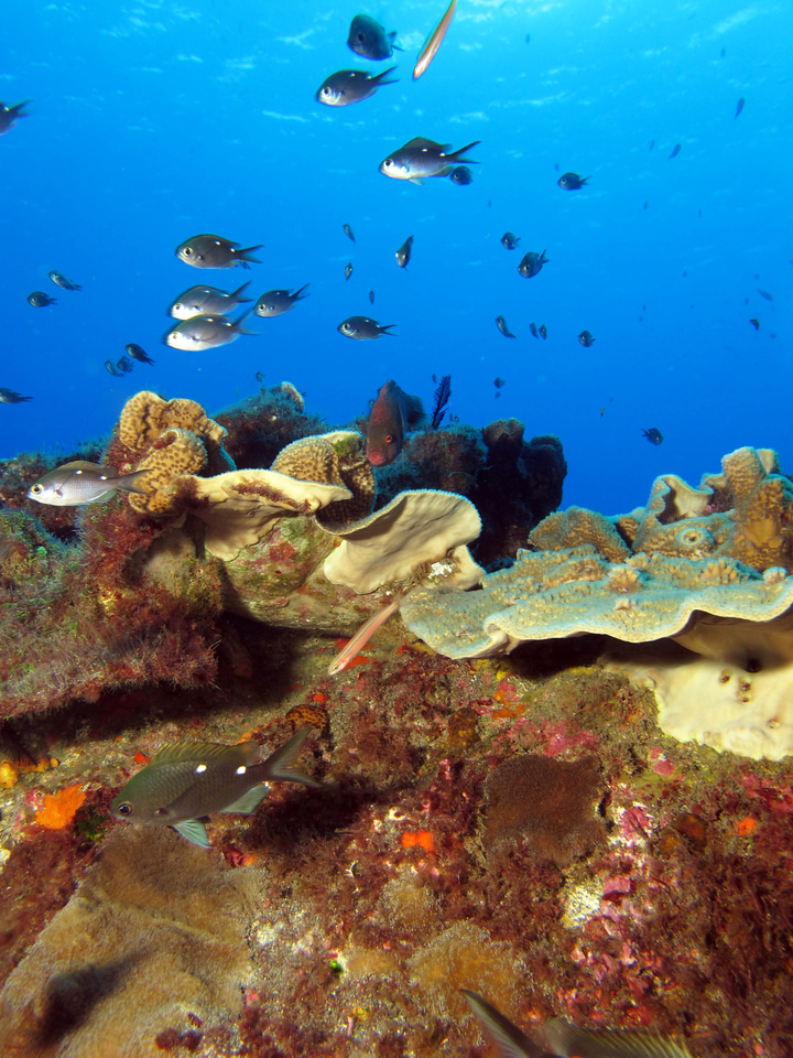 Biodiversity through a different lens