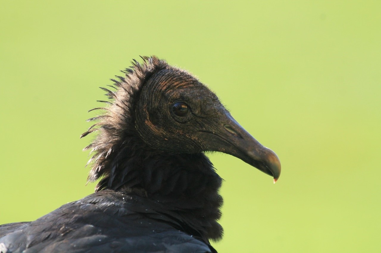 Exposure to UV radiance predicts repeated evolution of concealed black skin in birds