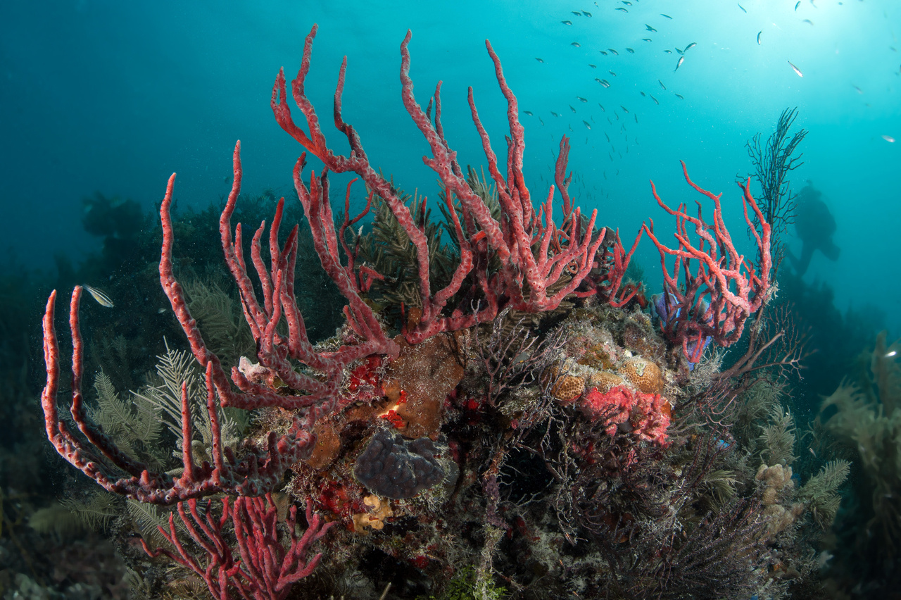 Microbial symbionts contribute to sponge biodiversity on Caribbean coral reefs 