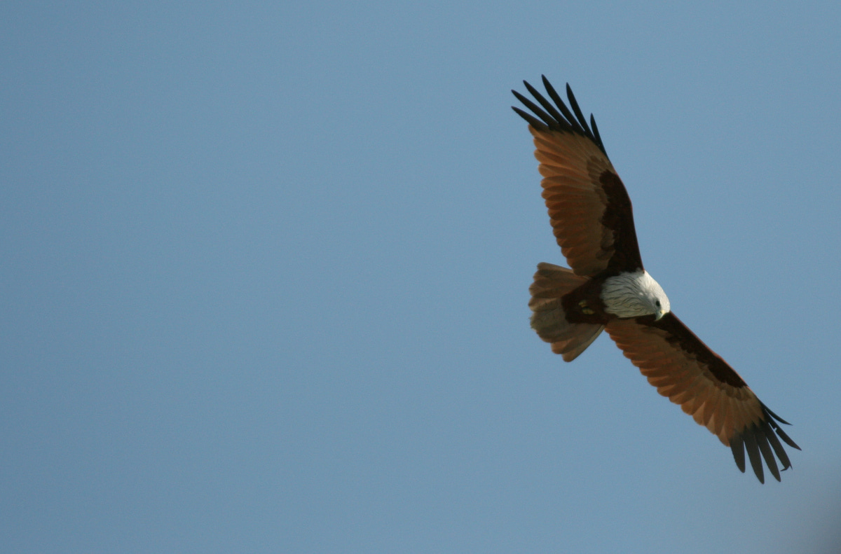 Bursaries for WildTeam training courses