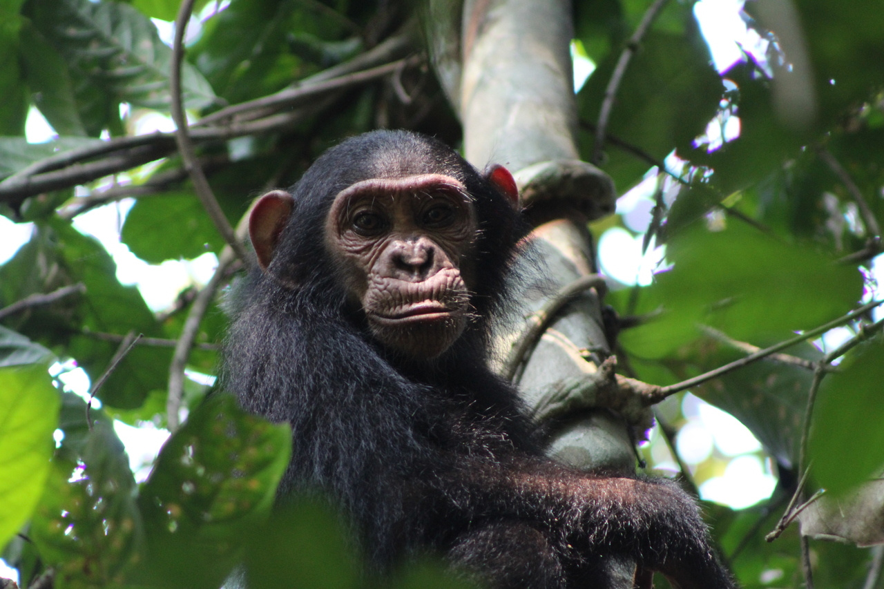 Gut microbiome and resistome of humans and great apes